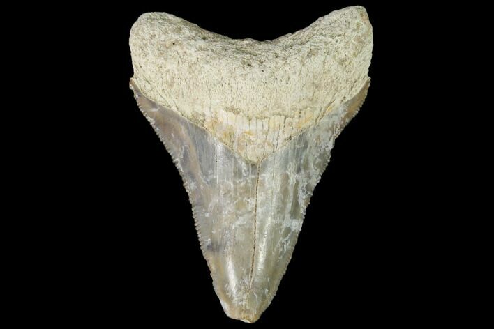Fossil Megalodon Tooth - Florida #103400